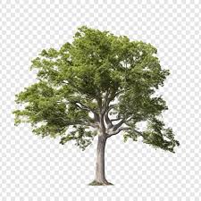 tree images free on freepik