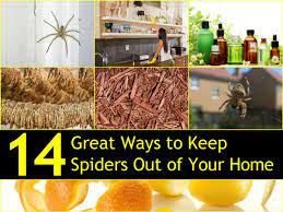 14 great ways to keep spiders out of