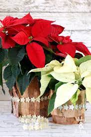 gift plants for the holiday season