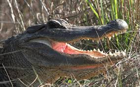 Success Story: American Alligator - Dallas Safari Club
