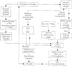 Diagram Of The Nitrogen Cycle Wiring Diagrams