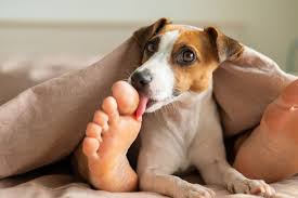why do dogs lick your feet dog experts