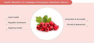 crataegus monogyna hawthorn berry