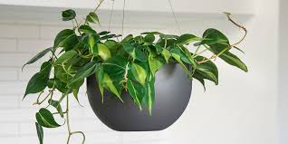 Hanging planters for indoor plants,plastic flower pot.round resin garden plant hanging planters decor pot,2 pcs (grey) 4.1 out of 5 stars. 15 Trailing Plants Perfect For Large Indoor Hanging Planters Eplanters