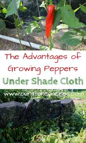 growing peppers under shade cloth our