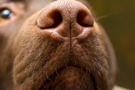 the complete guide to your dog s smells
