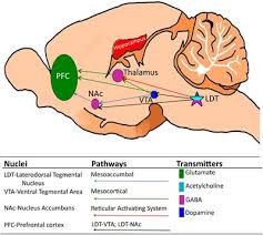 Contains nuclei that relay signals from the forebrain to the cerebellum. Frontiers Plasticity In The Brainstem Prenatal And Postnatal Experience Can Alter Laterodorsal Tegmental Ldt Structure And Function Frontiers In Synaptic Neuroscience