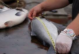 Calculating Fish Weight Estimating Fish Weight By Length