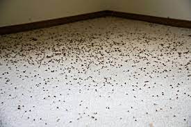 why do carpet beetles infest bedrooms