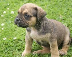 In spanish puppy is known ascachorro. Spanish Bulldog The Bulldog Addict