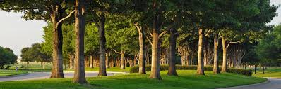 Maybe you would like to learn more about one of these? Georgetown Tx Tree Care