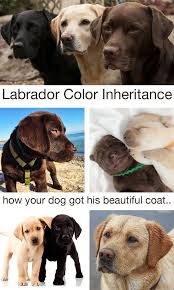 Labrador Colors The Secrets Of Labrador Color Inheritance