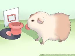 3 Ways To Make Sure Your Guinea Pig Is Happy Wikihow