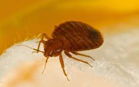 bed bugs untreated