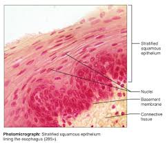 Stratified Squamous Epithelium W And W