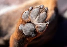 how to keep your dog s paw pads from