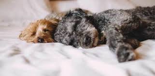 best dog hair resistant bedding pet