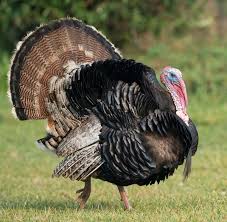 Download the perfect turkey bird pictures. Why Are Wild Turkeys So Aggressive