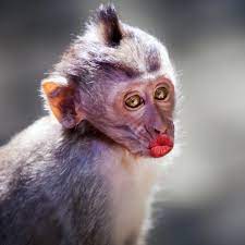 Give me a great big kiss beautiful baby orang utang. 37 860 Funny Monkey Stock Photos Images Download Funny Monkey Pictures On Depositphotos