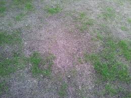 This will make the seed wash deep into the soil. Overseeding In Spring Lawn Care Blog Lawn Love