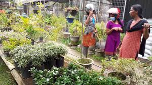 Home & garden kênh chia sẻ những ý tưởng, sáng tạo về trồng rau quả tại nhà. Home Garden In Anthurioum Orchid Other Items Top One Amazing Home Garden Youtube