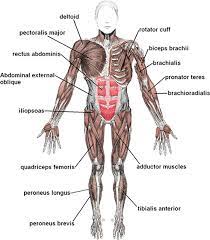 The muscular system is an organ system consisting of skeletal, smooth and cardiac muscles. Muscular System Diagram Human Anatomy