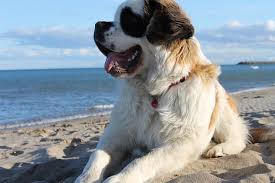 Anyone who has ever loved a saint bernard puppy will agree to the loving rewards of the unique saint bernard. St Bernard Puppies For Sale In Michigan Dogsculture