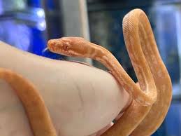 albino darwin carpet pythons available