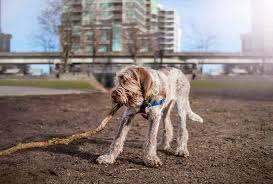 The current median price for all spinone italianos sold is $0.00. Italian Spinone Dog Breed Information Temperament Health