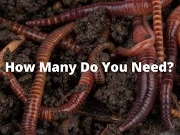 vermicomposting how many worms are
