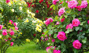 Damit die rosen in deinem garten prächtig blühen und gedeihen, musst du wissen, wie der boden beschaffen ist. Die Schonsten Rosensorten Fur Den Garten Das Haus