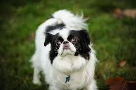 small dog breeds smallest dog breeds