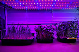 Growing Microgreens W Minimal Led Lights Growing