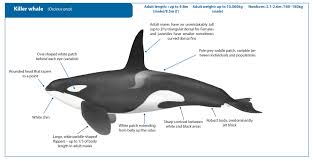 Orca Whale Watching Handbook Es