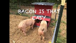 building an automatic pig feeder say