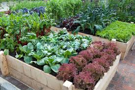 Vegetable Gardening In Comox Valley