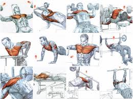 Gym Chest Workout Chart Anotherhackedlife Com