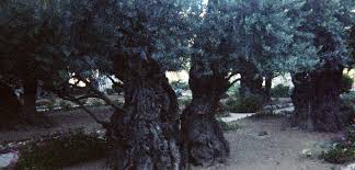 garden of gethsemane prayer