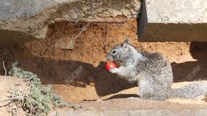 Beechey Ground Squirrel, Common In California, Pacific Coast,.. Stock  Photo, Picture And Royalty Free Image. Image 152666257.