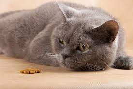 And because cats have a tendency to mask illnesses, it can be harder to detect. Liver Cancer In Cats Causes Symptoms Treatment All About Cats