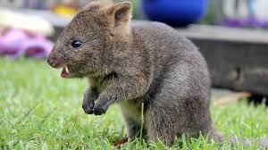 The quokka, once described by a dutch explorer as a kind of rat, is the world's happiest animal. Cuteness Break The Genial Quokka Steals Scenes And Hearts The Two Way Npr