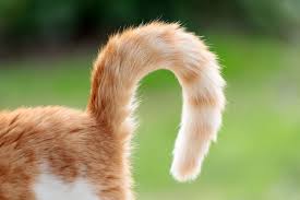 cat tail facts