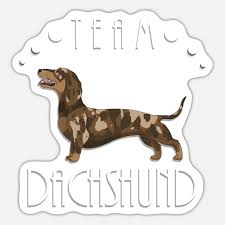 team dachshund smooth red dapple