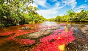 Caño cristales is a section of river within the protected serranía de la macarena national park. Cano Cristales 3 Tage Kurztrip