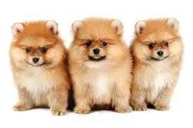 The maltipom is extremely loyal and affectionate with its family members, but particularly tends to form a special bond with one member of its family. Pomeranian Mix Top 20 Most Cutest And Huggable Pompom Cross Breed