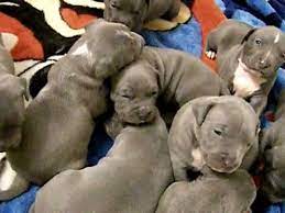 6 blue fawn puppies available for rehoming. Solid Blue Blue Nose Pit Bull Puppies For Sale Apolloniaz Pupz Play Til U Drop Youtube