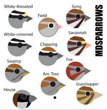 Birdfaces Bird Identification Sparrow Bird Song Sparrow