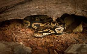 ball python substrates for your pet