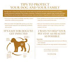 protecting your furry friend a guide