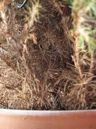 Common signs of dying evergreen shrubs. Dying Potted Pine Ubc Botanical Garden Forums